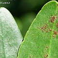 Lumnitzera x rosea (hybrid between littorea and racemosa) in Trinity Beach Cairns.<br />Canon KDX (400D) + EFS60 F2.8